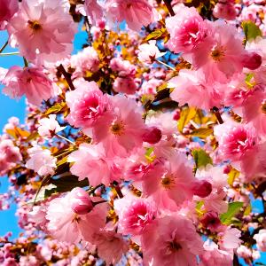 Вишня мелкопильчатая Канзан C12 180-200 cm 1