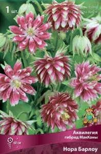 Аквилегия гибрид МакКаны Нора Барлоу (цветки красные с белыми кончиками, махровые, 1шт, I)