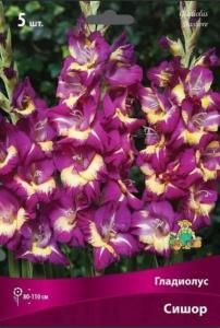 Гладиолус крупноцветковый Сишор (ярко-лиловый с желтым пятном, 5шт, 12-14)