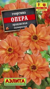 Георгина Опера оранжевая Аэлита