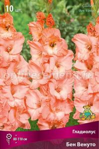 Гладиолус крупноцветковый Бен Венуто 10шт (розово-лососевый с мягким персиковым отливом, 10/12)