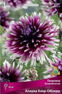 Георгина Алауна Клер Обскур 1шт.