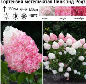 Гортензия метельчатая Пинк энд Роуз С15-20 ГлХ