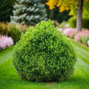 Ель канадская Альберта Глоба Глоб C 7,5 30-40 1