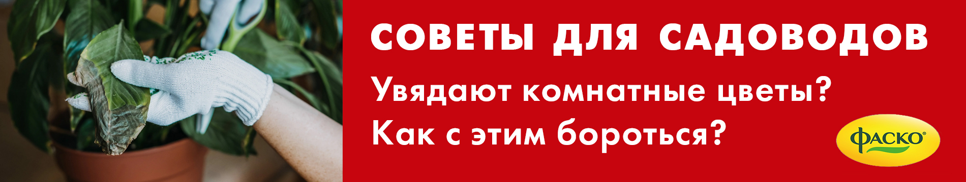 Как спасти увядающее комнатное растение?