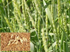 Пшеница 40кг