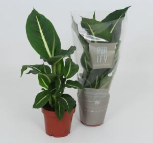 Диффенбахия Грин Мэджик С12 Н40