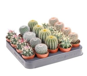Cactus Mix