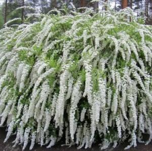 Спирея серая (Spiraea cinerea) Грефшейм С3 ГлХ