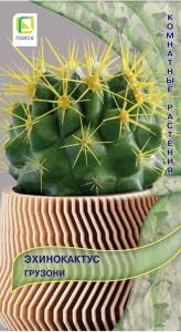 Эхинокактус Грузони 10шт Комн 30см (Поиск)