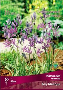 Камассия квамаш Блу Мелоди 10шт (темно-синий цвет, I)