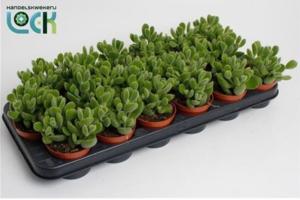 Котиледон Ледисмитиензис С8,5 Н15 Котиледон Ледисмитиензис С8,5 Н15