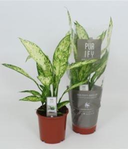 Диффенбахия Везувий С17 Н65