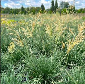 Скриншот 05-12-2024 114841