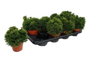 Хатиора Солеросовая С12 Н15