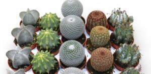 Кактус Бильбао микс С5,5 Н12