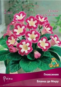 Глоксиния Бланш де Меру 2шт 4-5