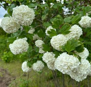 Калина обыкновенная Розеум (Бульденеж) с2-с3 (Никитенко)