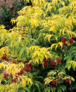 Бузина красная (Sambucus racemosa Sutherland Gold) C5 Н40 - 60