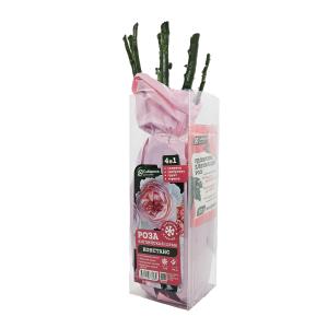 Роза Констанс английская 1шт (Сиберика)