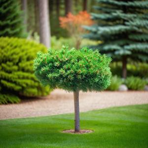 Сосна горная Грюн Вилле 1