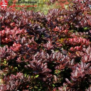 Барбарис Тунберга Кармен С3 СП