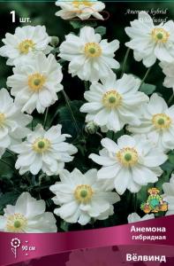 Анемона гибридная Вёлвин