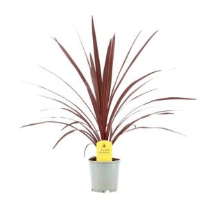 Кордилина Австралийская Ред Стар 13см Кордилина Австралийская Ред Стар 13см