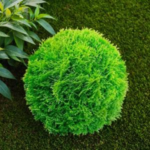 Туя западная Хозери B 40-50 1