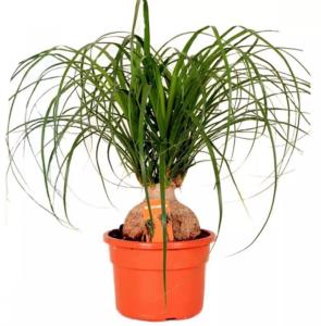 Нолина спутник, пал. (D-12)