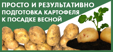 Подготовка картофеля к посадке весной: просто и результативно