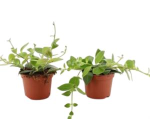 Aeschynanthus Mona Lisa