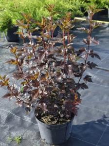 Пузыреплодник калинолистный Andreа с3