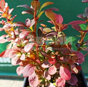 Барбарис тунберга Ред Рокет v2 Lav