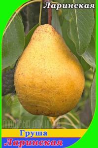 Груша Ларинская 2022 гп осенний сорт пакет (V8) (ПДИ)