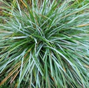 Седум (очиток) ложный Розеум С2-СЗ (Питомник Малахит)