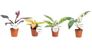 Philodendron Princess Mix