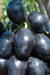 Виноград плодовый Ромбик С2 (ранний, темно-синий)