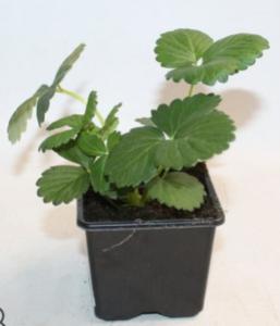 Земляника ремонтантная Эви-2 p9 Lav