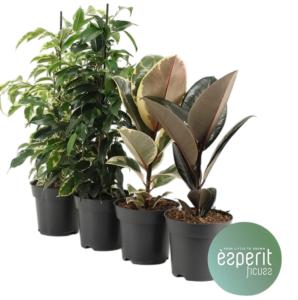 Фикус Микс 3-4ств 14см