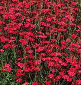 Гвоздика травянка Brilliancy, С3 (Питомник Малахит)