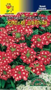 Вербена Красная шапочка, гибрид. Цвет.Сад