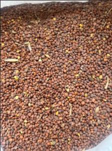 Редька масличная 40кг