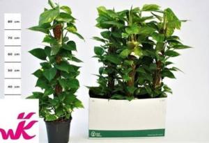 Эпипр Моссток 10 Стик 80cm 19см Эпипр Моссток 10 Стик 80cm 19см