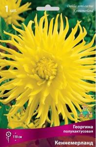 Георгина Кеннемерланд 1шт