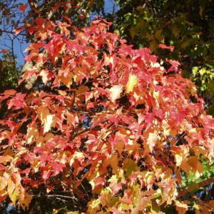 Клен татарский Гиннала (Acer tataricum subsp.ginnala) C7,5 Н100 - 120