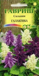 Сальвия Галактика карлик 6шт Одн смесь 25 см (Гавриш)