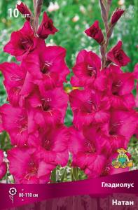 Гладиолус крупноцветковый Натан 10шт (пурпурный окрас, 10-12)