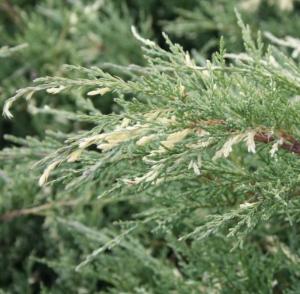 Можжевельник виргинский Хетц  Вариегата (Juniperus virg. Hetz Variegata С3)
