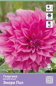 Георгина декоративная Эмори Пол 1шт (пурпурный, 140см)